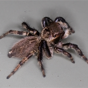 Maratus griseus at Melba, ACT - 22 Nov 2024 03:39 PM