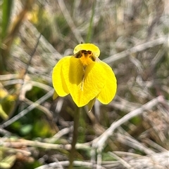 Diuris subalpina (Small Snake Orchid) at Long Plain, NSW - 2 Nov 2024 by dgb900