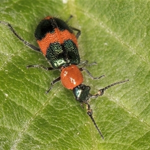 Dicranolaius bellulus at Melba, ACT - 22 Nov 2024