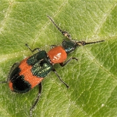 Dicranolaius bellulus at Melba, ACT - 22 Nov 2024 03:40 PM