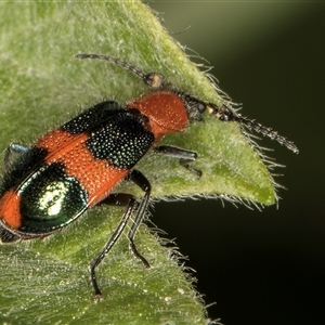 Dicranolaius bellulus at Melba, ACT - 22 Nov 2024 03:40 PM