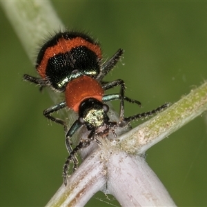 Dicranolaius bellulus at Melba, ACT - 22 Nov 2024