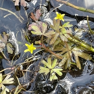 Ranunculus amphitrichus at Rendezvous Creek, ACT - 23 Nov 2024 02:10 PM