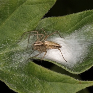 Oxyopes sp. (genus) at Melba, ACT - 22 Nov 2024