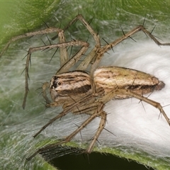 Oxyopes sp. (genus) at Melba, ACT - 22 Nov 2024