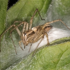 Oxyopes sp. (genus) at Melba, ACT - 22 Nov 2024