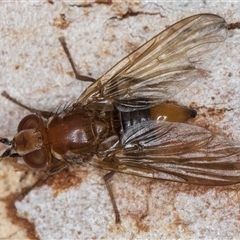 Neotoxura longipalpis (Light fly) at Melba, ACT - 22 Nov 2024 by kasiaaus