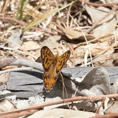 Heteronympha merope (Common Brown Butterfly) at Dunlop, ACT - 19 Nov 2024 by AlisonMilton