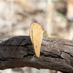 Heteronympha merope at Dunlop, ACT - 19 Nov 2024