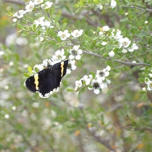 Eutrichopidia latinus (Yellow-banded Day-moth) at Bombay, NSW by MatthewFrawley