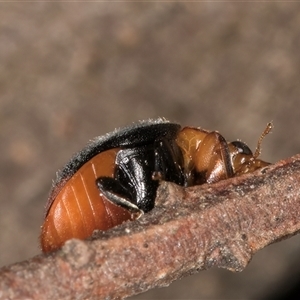 Cryptolaemus montrouzieri at Melba, ACT - 22 Nov 2024 04:01 PM