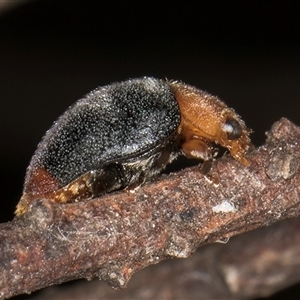 Cryptolaemus montrouzieri at Melba, ACT - 22 Nov 2024 04:01 PM