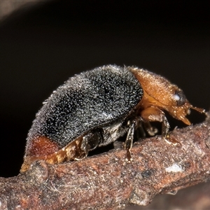 Cryptolaemus montrouzieri at Melba, ACT - 22 Nov 2024 04:01 PM