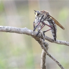 Chrysopogon muelleri (Robber fly) at Bombay, NSW - 23 Nov 2024 by MatthewFrawley