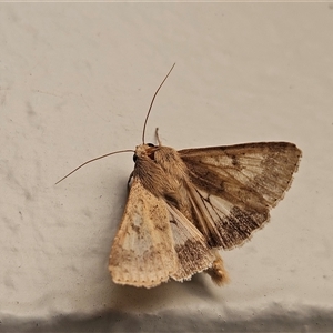 Helicoverpa armigera (Cotton bollworm, Corn earworm) at Hawker, ACT by sangio7