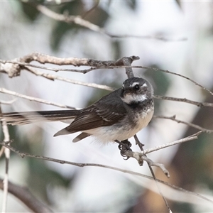 Rhipidura albiscapa at Fraser, ACT - 19 Nov 2024 09:40 AM