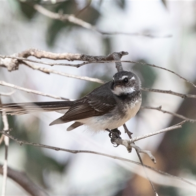 Rhipidura albiscapa (Grey Fantail) at Fraser, ACT - 19 Nov 2024 by AlisonMilton