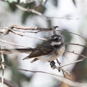 Rhipidura albiscapa at Fraser, ACT - 19 Nov 2024 09:40 AM