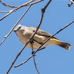 Acanthiza chrysorrhoa (Yellow-rumped Thornbill) at Fraser, ACT - 19 Nov 2024 by AlisonMilton