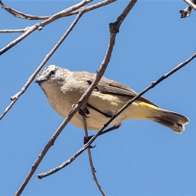 Acanthiza chrysorrhoa (Yellow-rumped Thornbill) at Fraser, ACT - 19 Nov 2024 by AlisonMilton