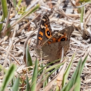 Junonia villida (Meadow Argus) at Fraser, ACT by AlisonMilton