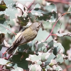 Smicrornis brevirostris (Weebill) at Dunlop, ACT - 18 Nov 2024 by AlisonMilton