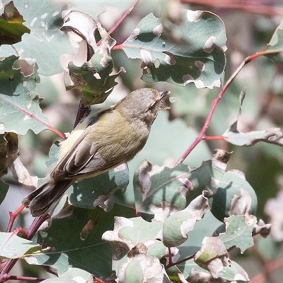 Smicrornis brevirostris (Weebill) at Dunlop, ACT - 18 Nov 2024 by AlisonMilton