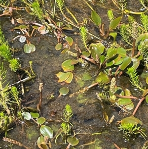 Potamogeton cheesemanii at Rendezvous Creek, ACT - 23 Nov 2024 02:34 PM