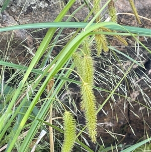 Carex fascicularis (Tassel Sedge) at Rendezvous Creek, ACT by JaneR