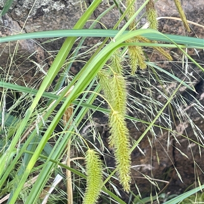 Carex fascicularis (Tassel Sedge) at Rendezvous Creek, ACT - 23 Nov 2024 by JaneR