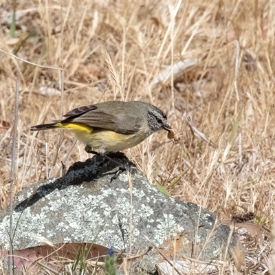 Acanthiza chrysorrhoa (Yellow-rumped Thornbill) at Dunlop, ACT - 18 Nov 2024 by AlisonMilton