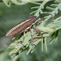 Rhinotia suturalis (Belid weevil) at Freshwater Creek, VIC - 4 Nov 2024 by WendyEM