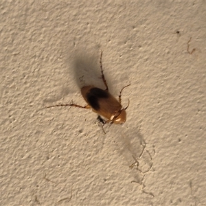 Phyllotocus macleayi at Bungendore, NSW - suppressed