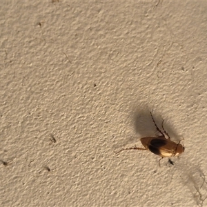 Phyllotocus macleayi at Bungendore, NSW - suppressed