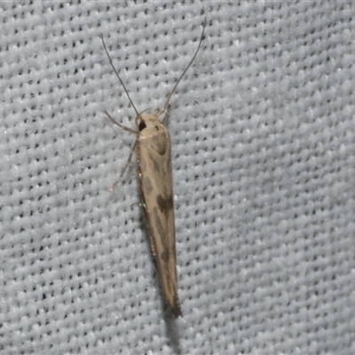 Stathmopoda hyposcia (A Gelechioid moth) at Freshwater Creek, VIC - 4 Nov 2024 by WendyEM