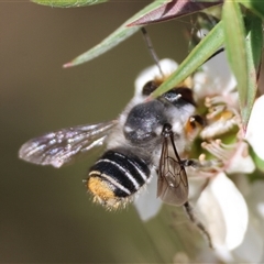 Megachile (Eutricharaea) maculariformis (Gold-tipped leafcutter bee) at Moruya, NSW - 20 Nov 2024 by LisaH