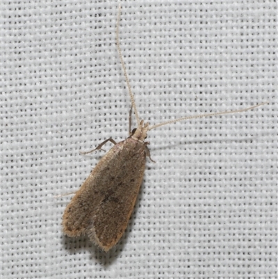 Achoria inopina (A Longhorned Moth (family Leciithoceridae)) at Freshwater Creek, VIC - 4 Nov 2024 by WendyEM