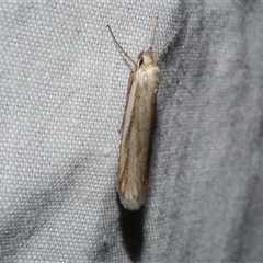 Philobota agnesella (A concealer moth) at Freshwater Creek, VIC - 4 Nov 2024 by WendyEM