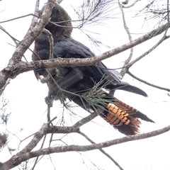 Calyptorhynchus lathami lathami (Glossy Black-Cockatoo) at Penrose, NSW - 15 Sep 2021 by Aussiegall