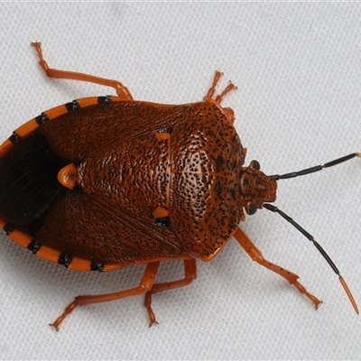 Unidentified Shield, Stink or Jewel Bug (Pentatomoidea) at Bulli, NSW - 22 Nov 2024 by jb2602