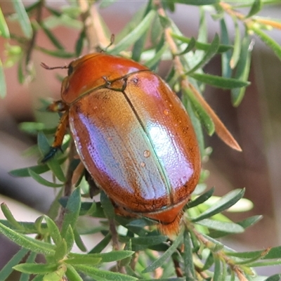 Anoplognathus sp. (genus) (Unidentified Christmas beetle) at Moruya, NSW - 20 Nov 2024 by LisaH