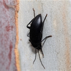 Metistete pimeloides (Comb-clawed beetle) at Hawker, ACT - 18 Nov 2024 by AlisonMilton