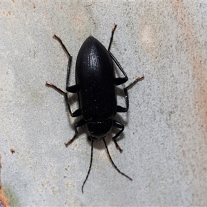 Metistete pimeloides at Hawker, ACT - 19 Nov 2024