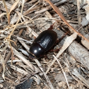 Heteronychus arator at Fraser, ACT - 19 Nov 2024 08:56 AM