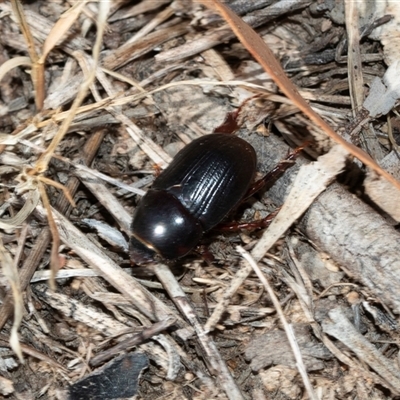 Heteronychus arator (African black beetle) at Fraser, ACT - 18 Nov 2024 by AlisonMilton