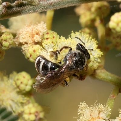 Lasioglossum (Chilalictus) sp. (genus & subgenus) (Halictid bee) at Dunlop, ACT - 18 Nov 2024 by AlisonMilton