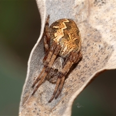 Araneus hamiltoni (Hamilton's Orb Weaver) at Dunlop, ACT - 18 Nov 2024 by AlisonMilton