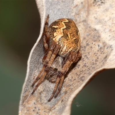 Araneus hamiltoni (Hamilton's Orb Weaver) at Dunlop, ACT - 19 Nov 2024 by AlisonMilton