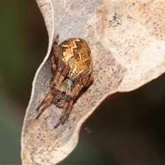 Araneus hamiltoni at Dunlop, ACT - 19 Nov 2024 09:47 AM