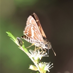 Hesperilla picta (Painted Skipper) at Moruya, NSW - 20 Nov 2024 by LisaH